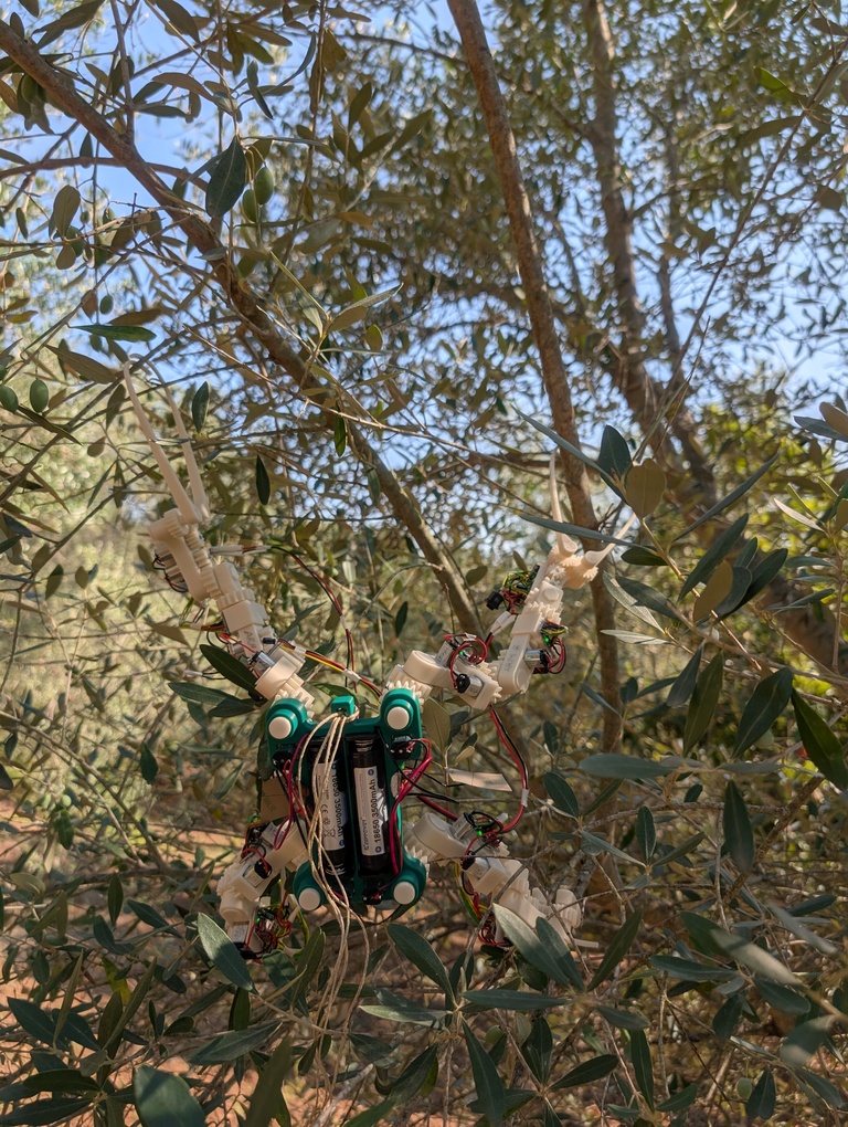 Gibbon Bot Mk1 hanging on an olive branch (1)