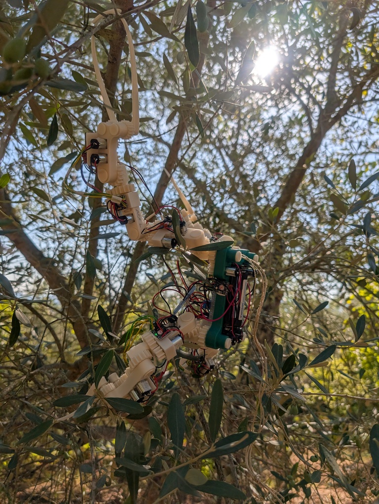Gibbon Bot Mk1 hanging on an olive branch (2)